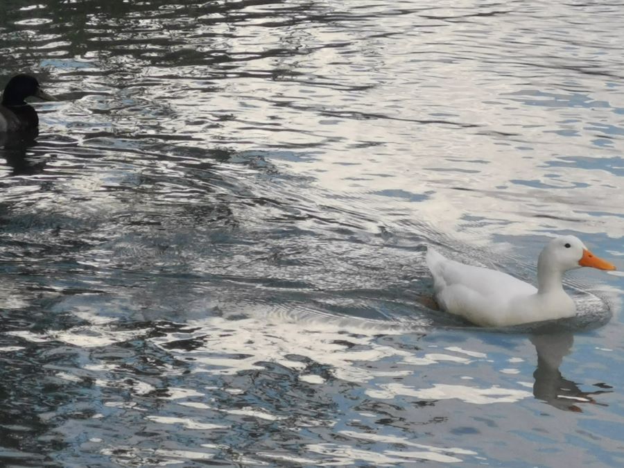 foto di un anatra che nuota nell'acqua del lago