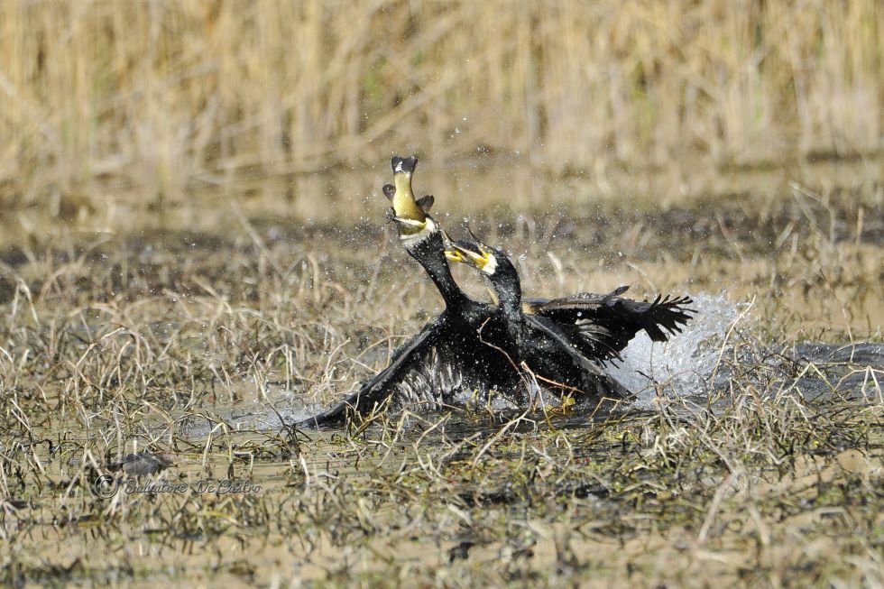 Cormorani al lago di San Valentino alla Muta