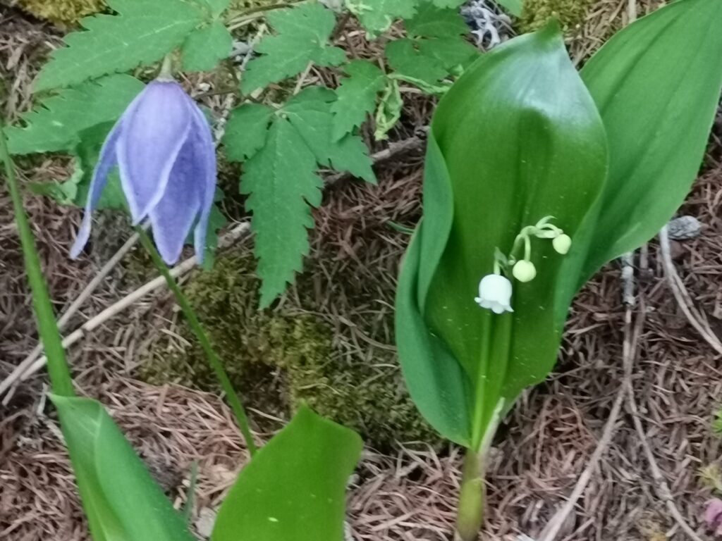 foto di fiori di montagna, campanellino e violetta