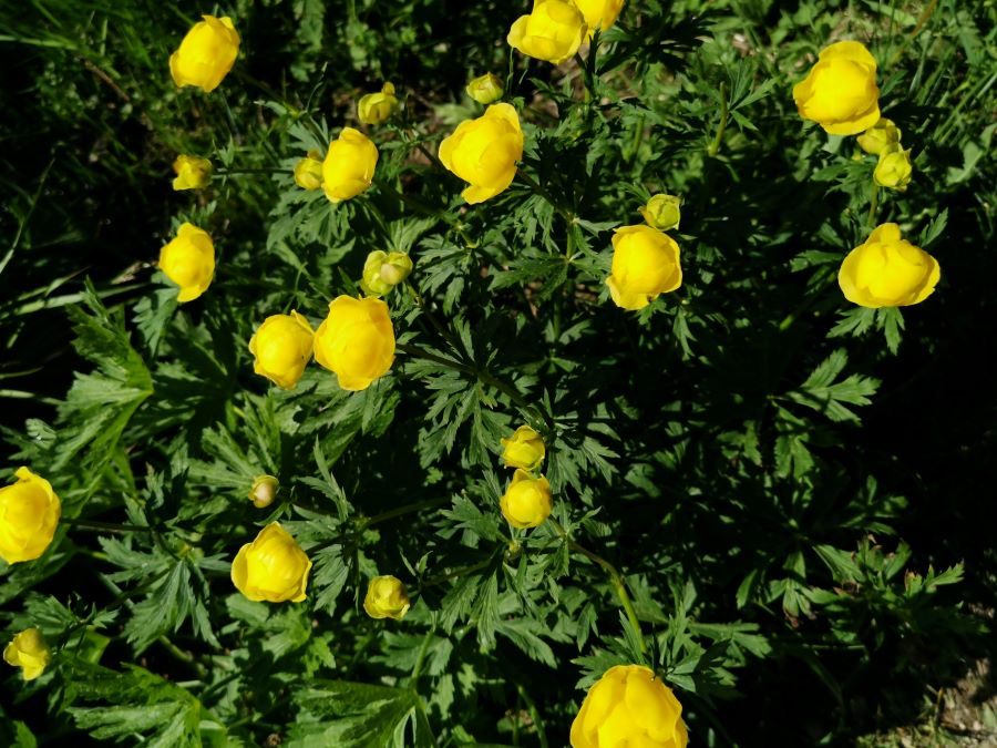 una foto di piccoli fiori gialli