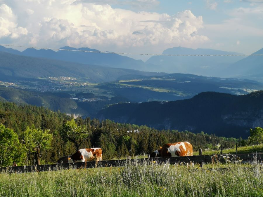 una foto di mucche sui pascoli alpini