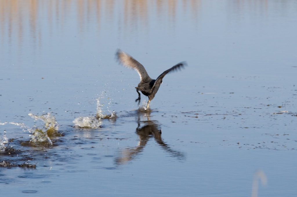 foto di un aerone che corre sull'acqua