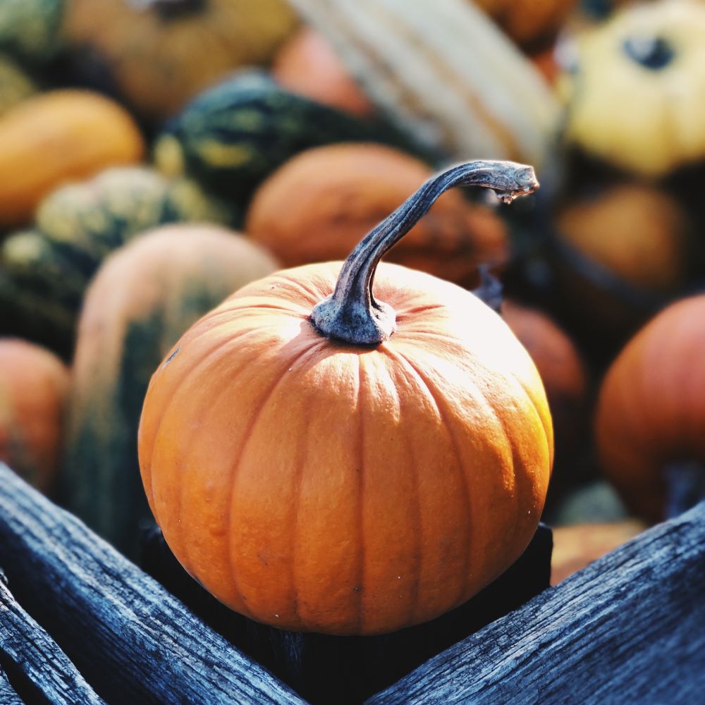 Törggelen e zucca, autunno a Bolzano