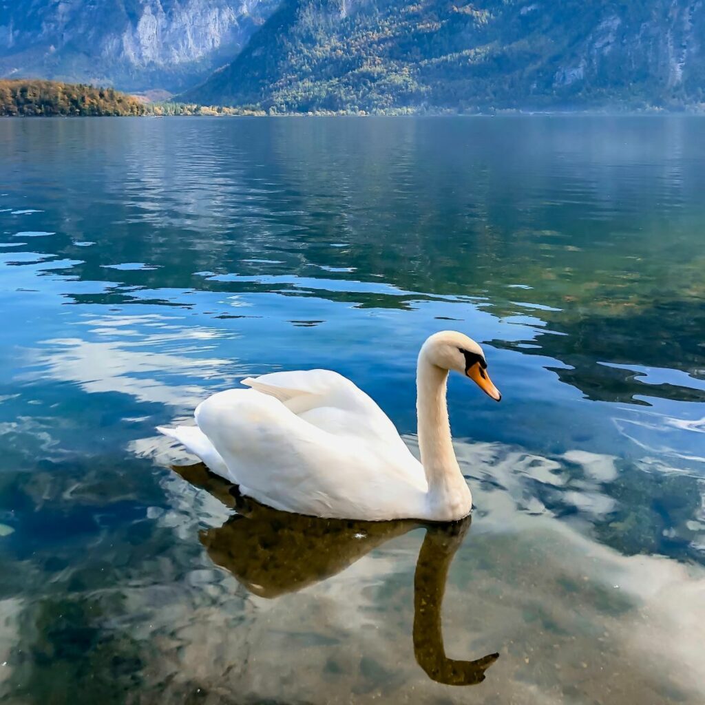 foto di un cigno bianco che nuota nel lago