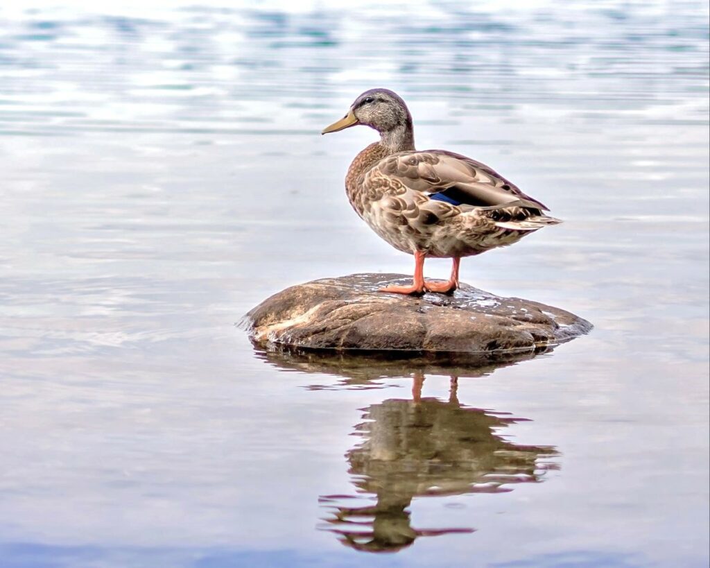 foto di anatra color grigio e marrone, sullo scoglio in un lago