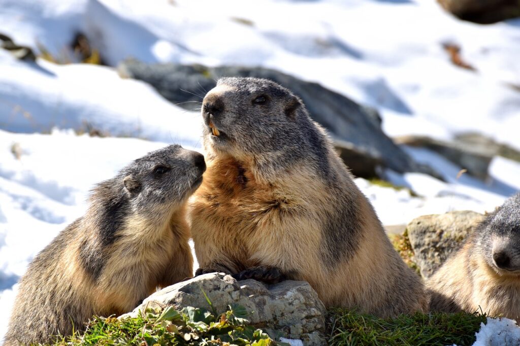 foto di marmotte sul prato alpino con la neve in primavera