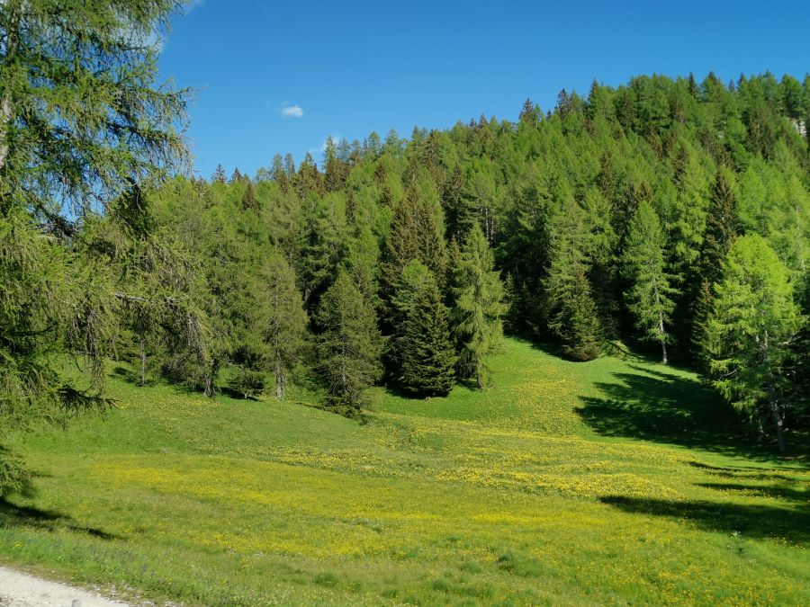 foto di un prato verde con le conifere in estate