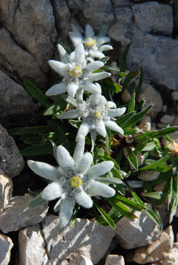 foto di edelweiss - stella alpina - tra le rocce