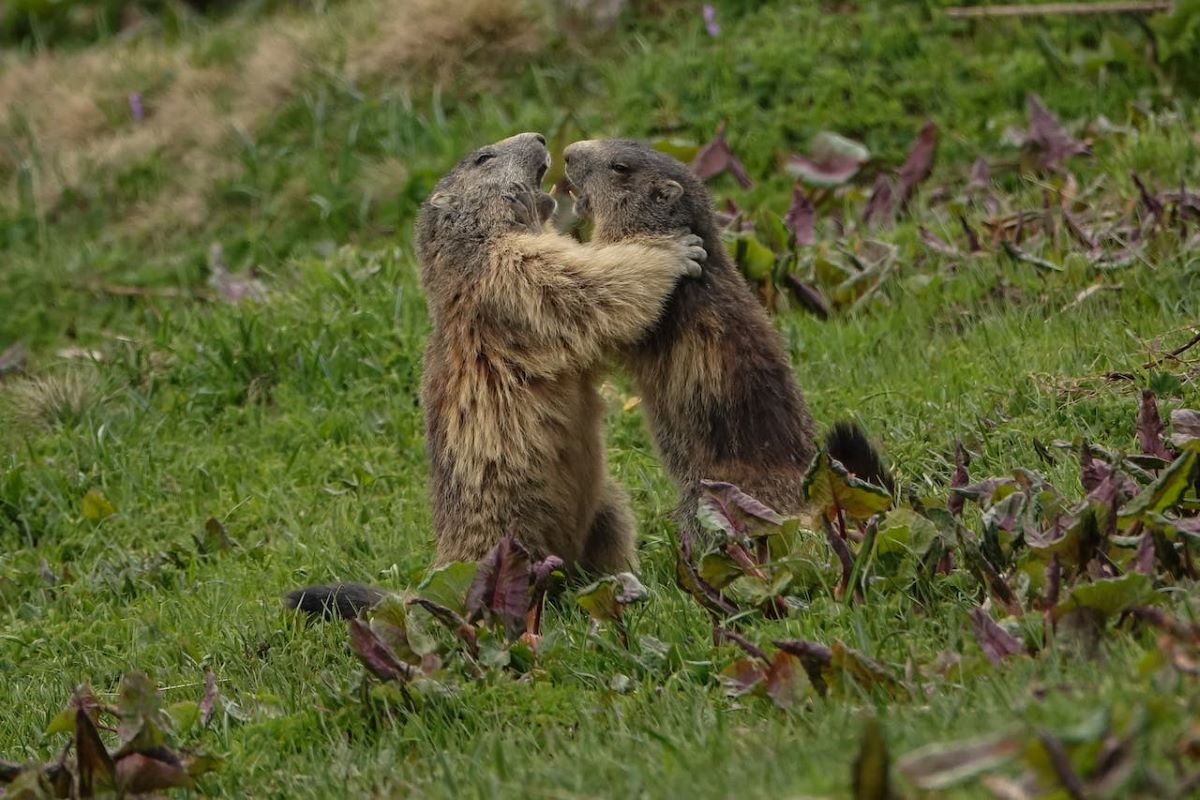 Marmotta al lago di Carezza